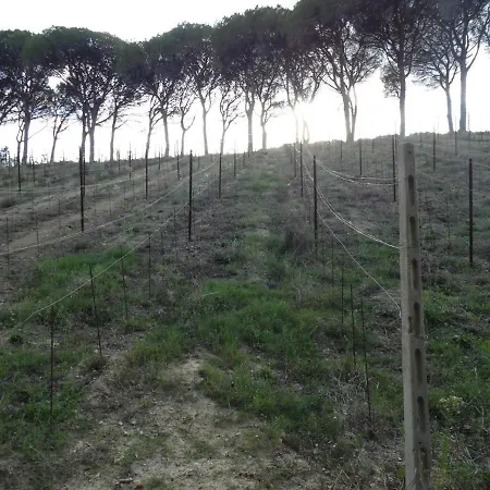 Podere Caldaruccio La Pineta - 26 People & * Ramazzano - Le Pulci
